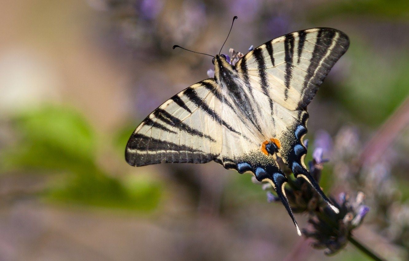 Бабочка белая с черными полосками фото