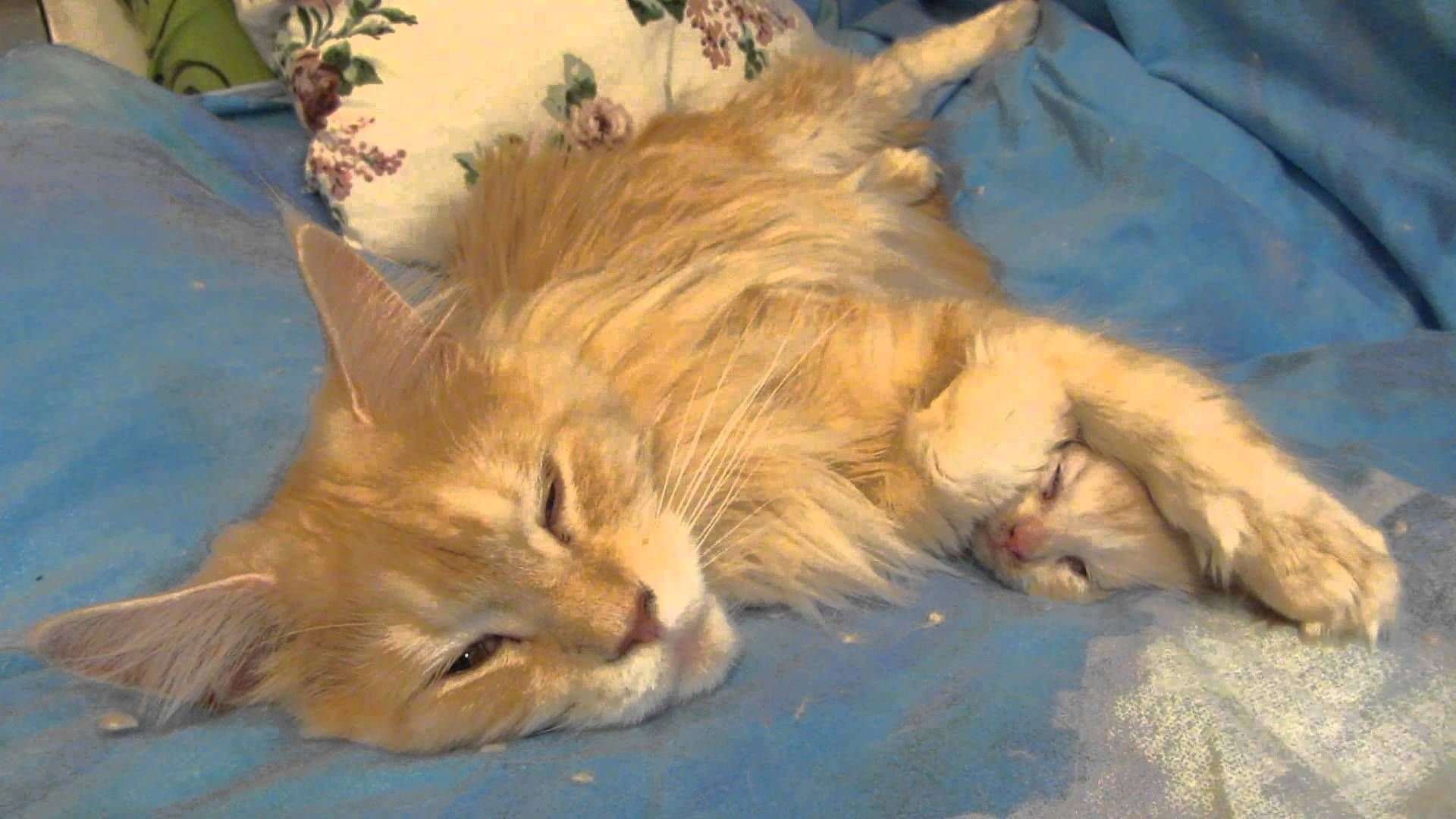 Кошка зовет малышей. Кошка зовет котят. Котёнок с закрытыми ушками. Мать кошка прикрывает котёнка.