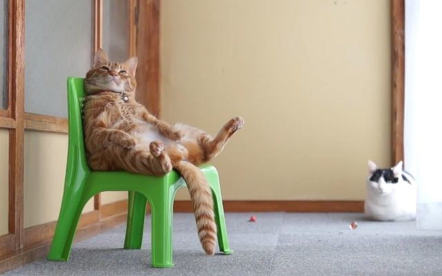 Кошка ползет по спинке кресла