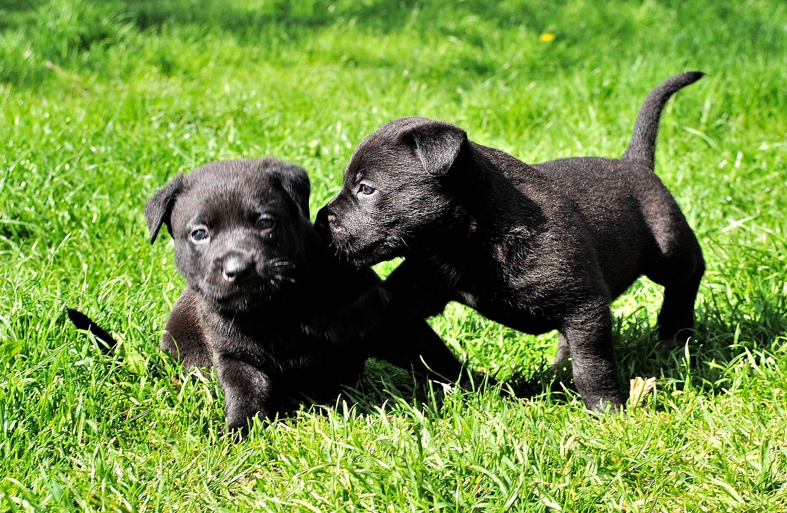 Кличка собаки черного цвета. Паттердейл-терьер щенки. Паттердейл терьер чёрный. Шоколадный Паттердейл терьер. Паттердейл терьер щенок 1 месяц.