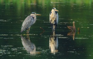 Водно болотные птицы