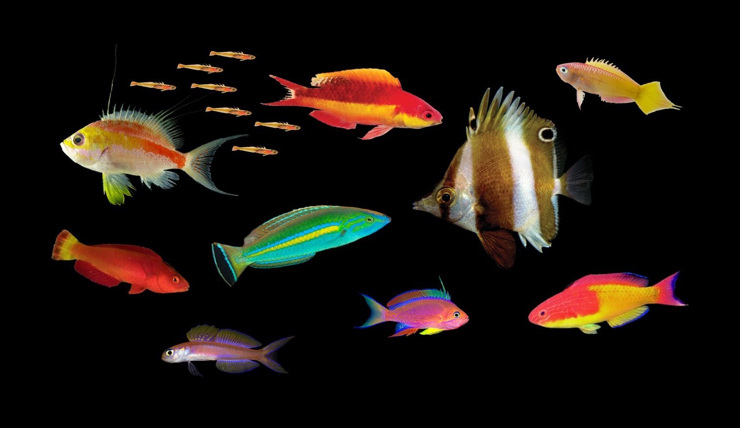 Рыбы 10 класс. Тернеция аквариумная рыбка. Рыбки Тернеция гло. Карамельки рыбки аквариумные. Разноцветные рыбки.