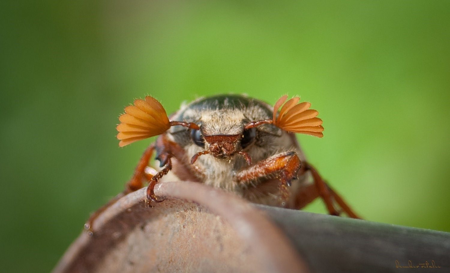 Майский жук на руке фото