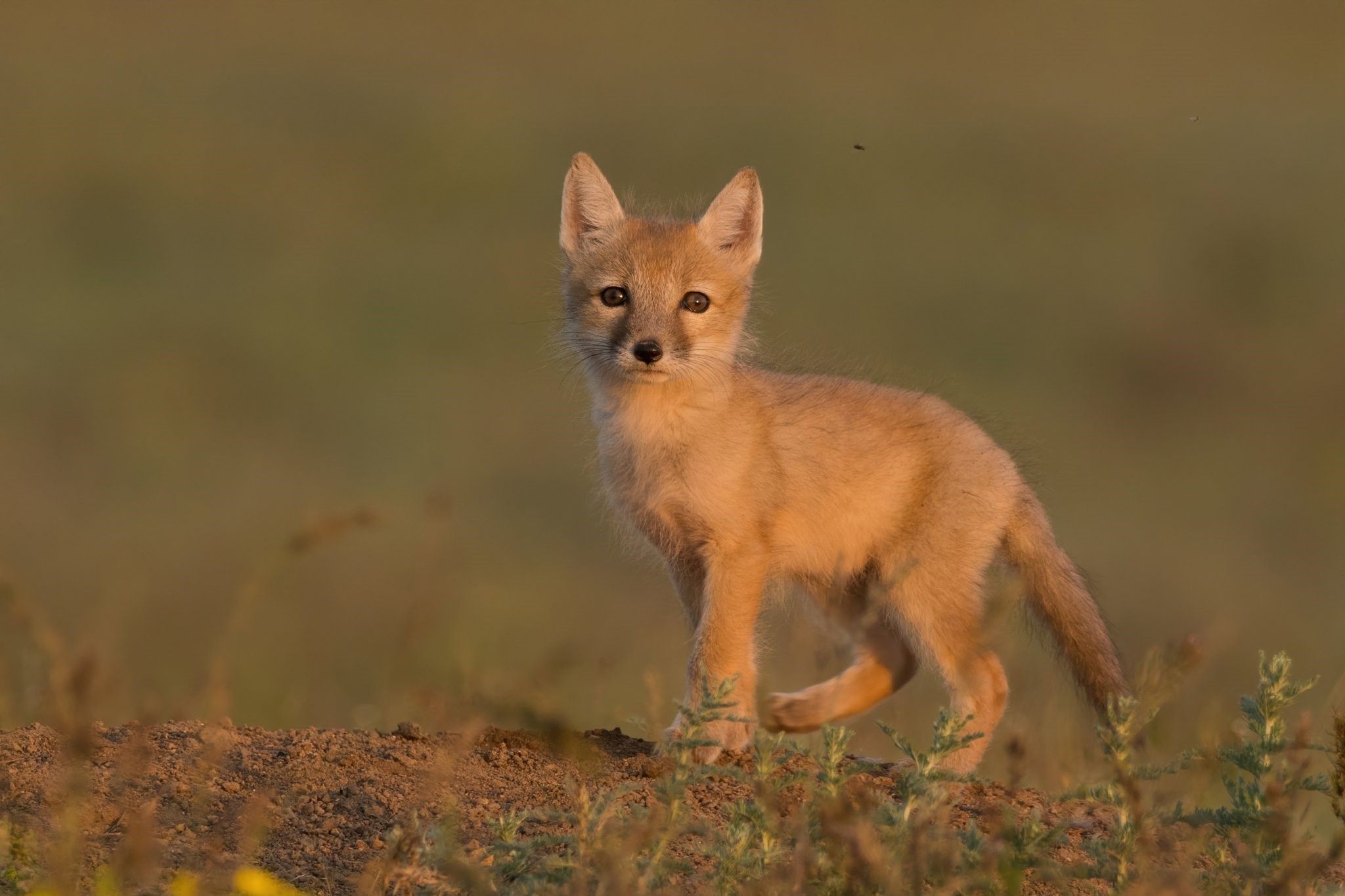 Корсак животное фото как выглядит