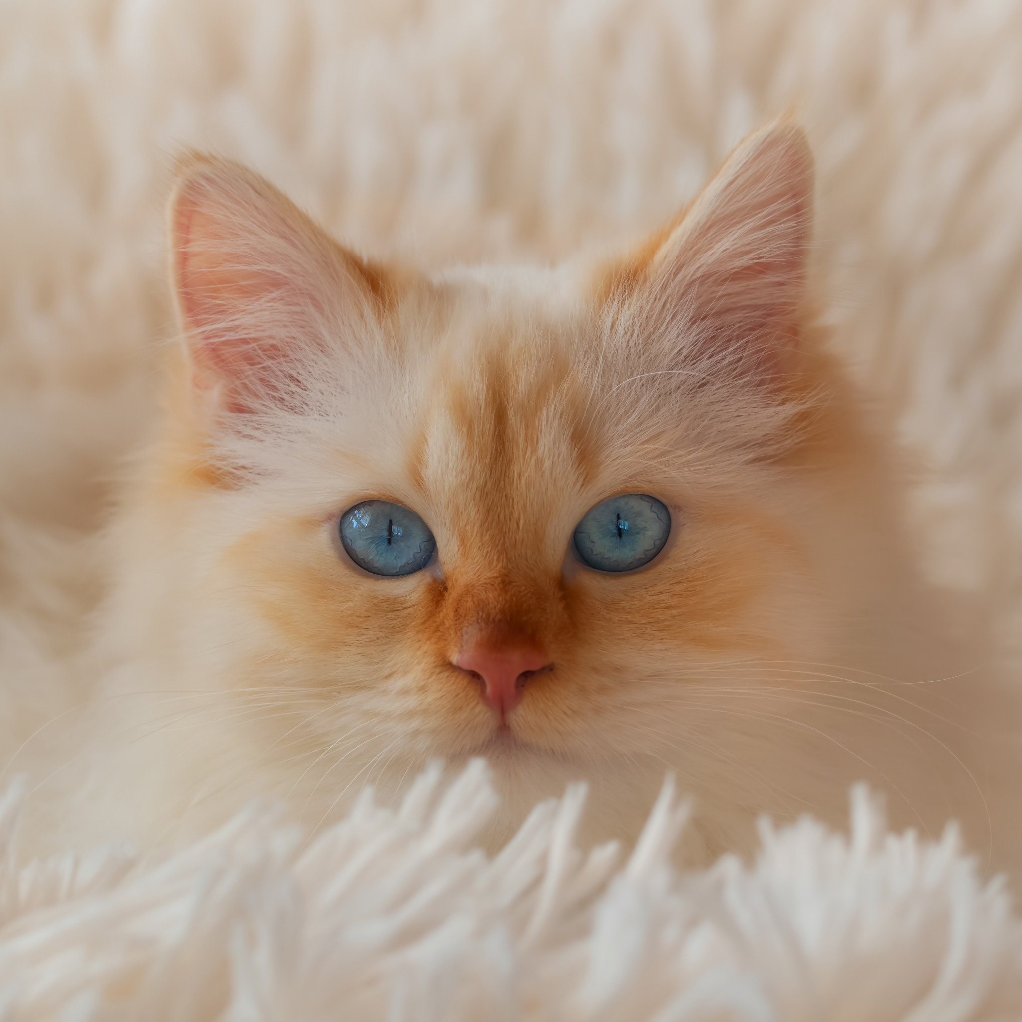 Рыжие коты с голубыми глазами