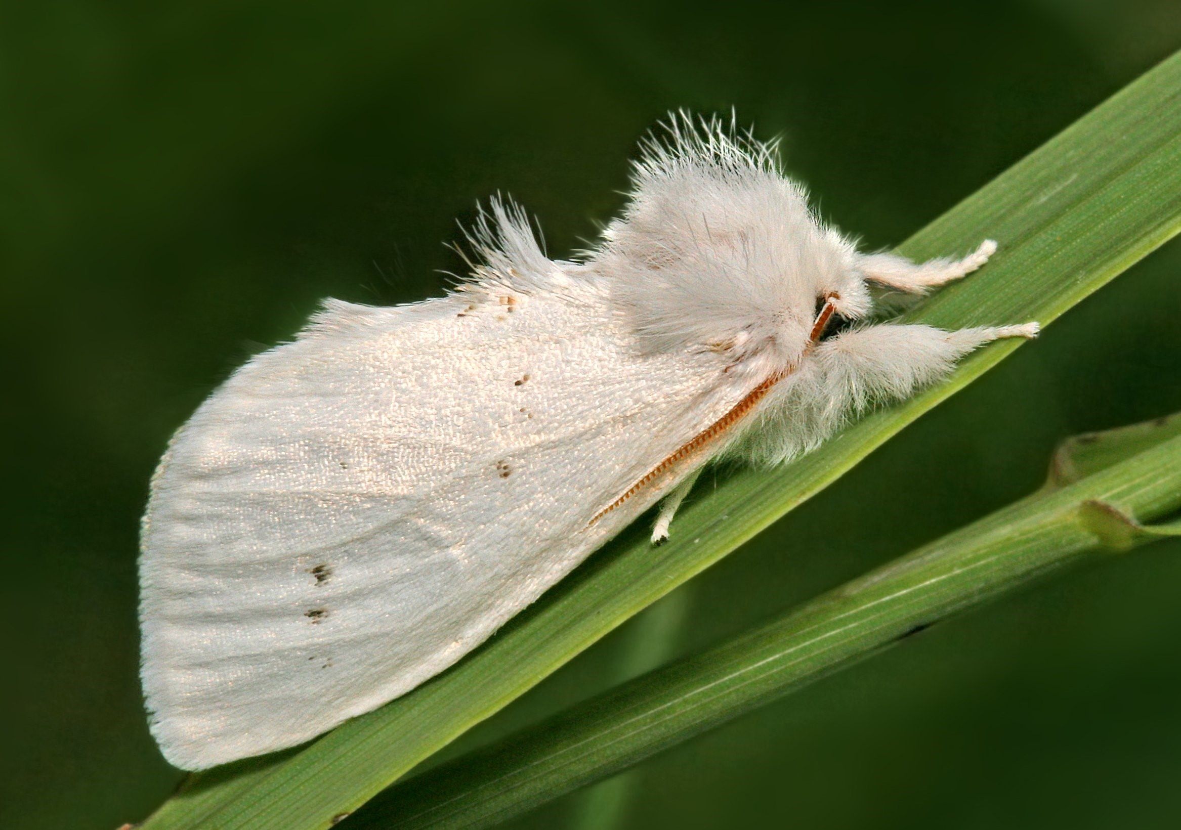 Гусеница американской белой бабочки фото