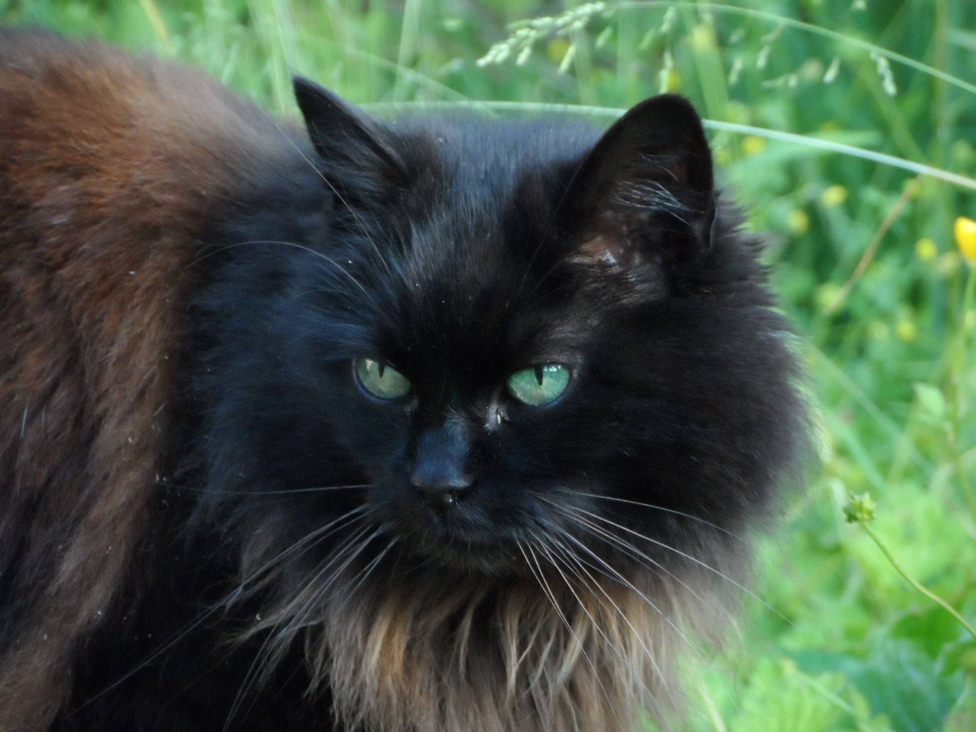 Кошки тиффани шантильи. Шантильи-Тиффани порода. Шантильи Тиффани кошка. Шантильи (Тиффани-шантильи). Тиффани шантильи черный.