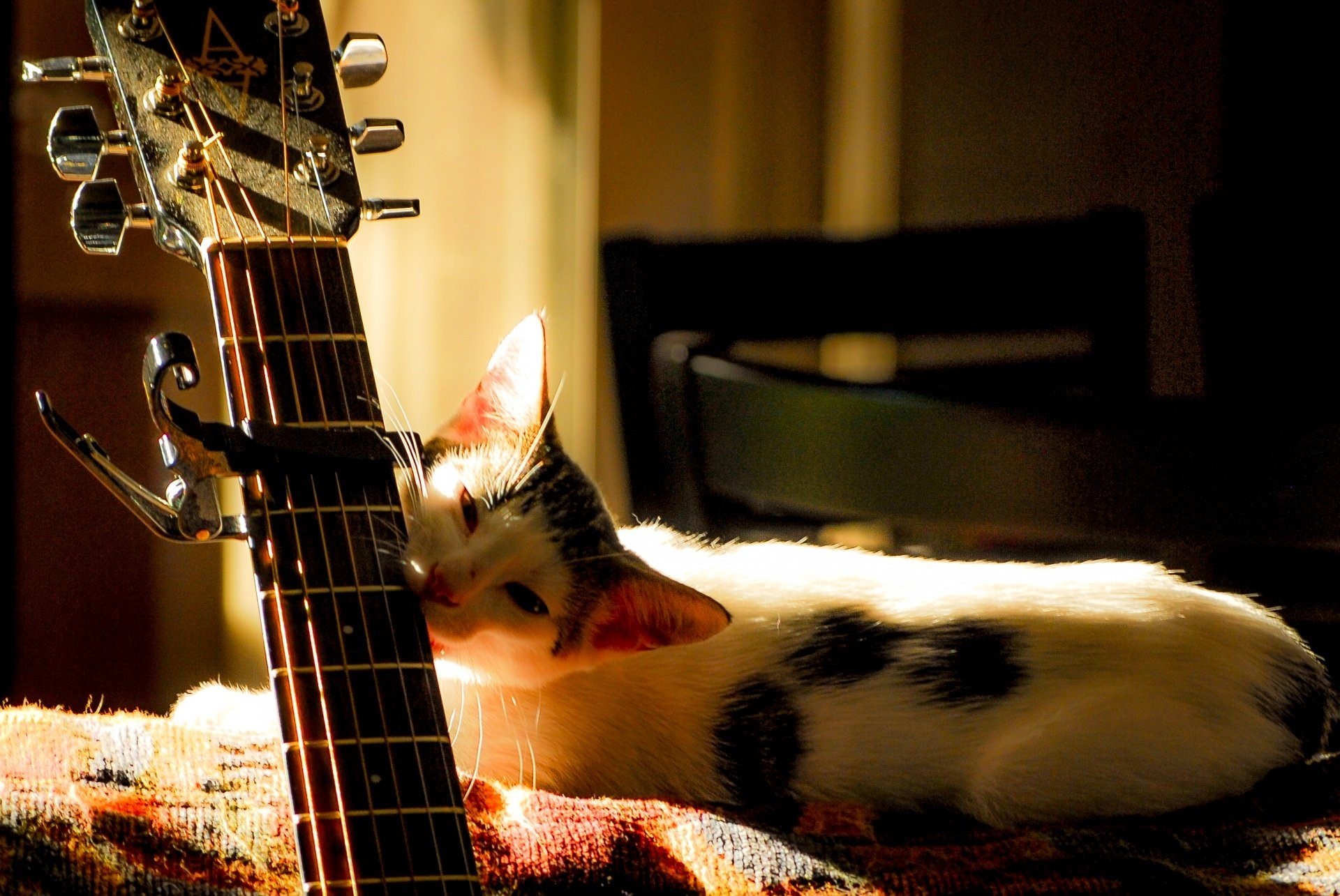котик с гитарой картинки