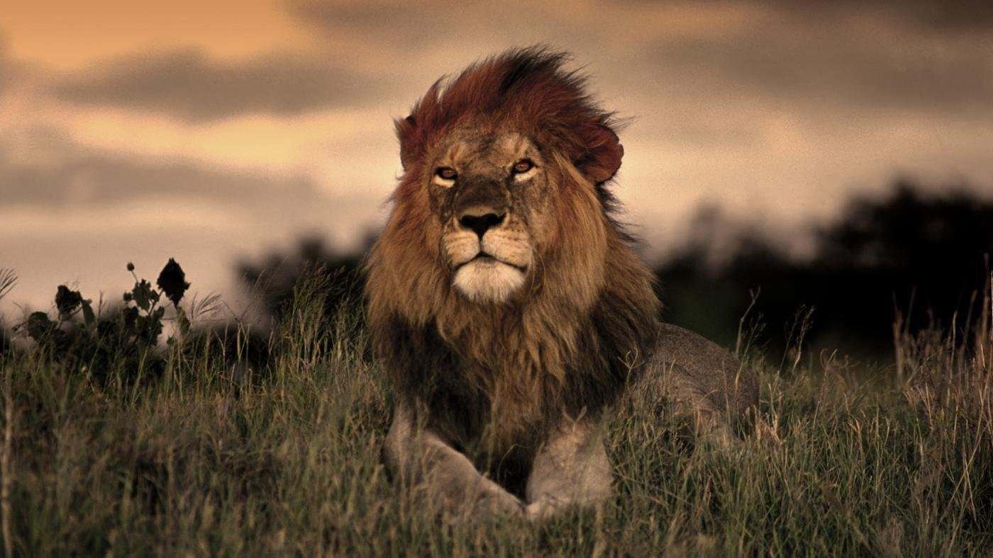 Сколько живут львы в дикой. Лев. Африканский Лев. Лев бежит. Лев идет.