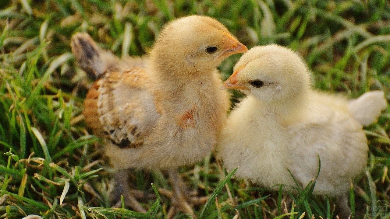 Двухмесячные цыплята фото