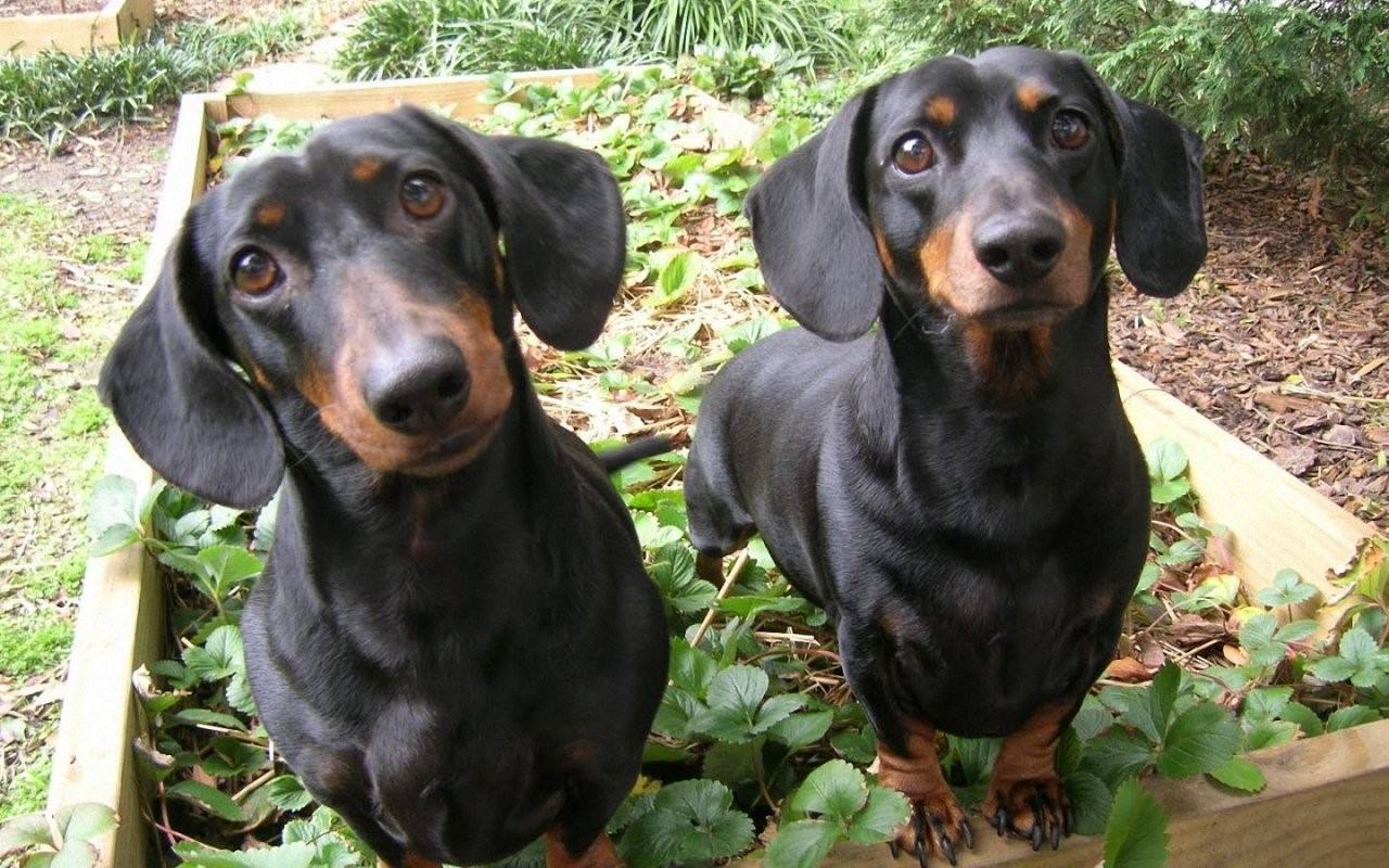 Породы собак похожие на таксу фото и названия