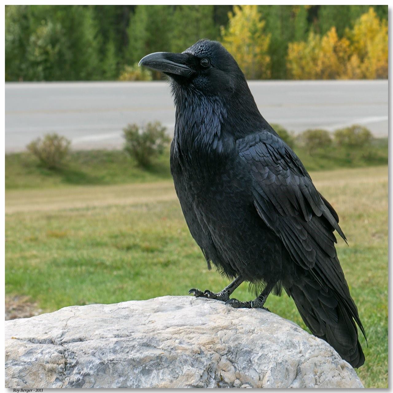 Огромные черные птицы. Корвус ворон. Ворон обыкновенный. Обыкновенный ворон птица. Чёрная ворона.