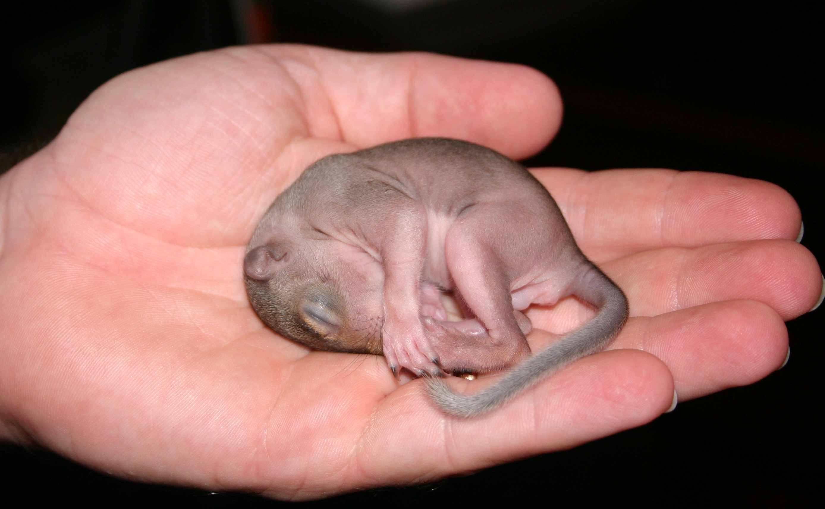 Когда родились животные. Новорожденные бельчата. Новорожденный Бельчонок. Новорождённые кингуру.