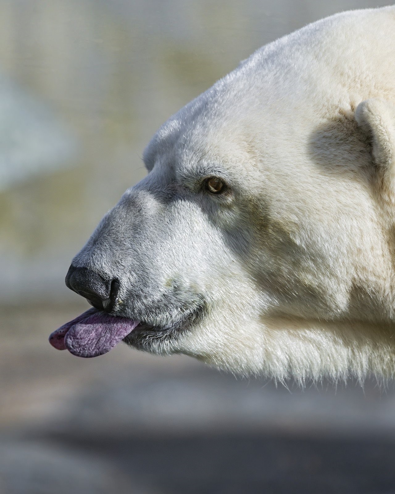 Какой нос у медведя. Среднеазиатская овчарка оскал. Белый медведь и Полярный медведь. Беломордый медведь. Белый медведь морда.