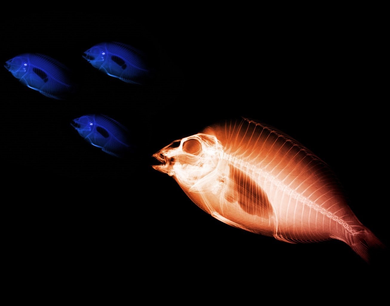 X ray fish фото