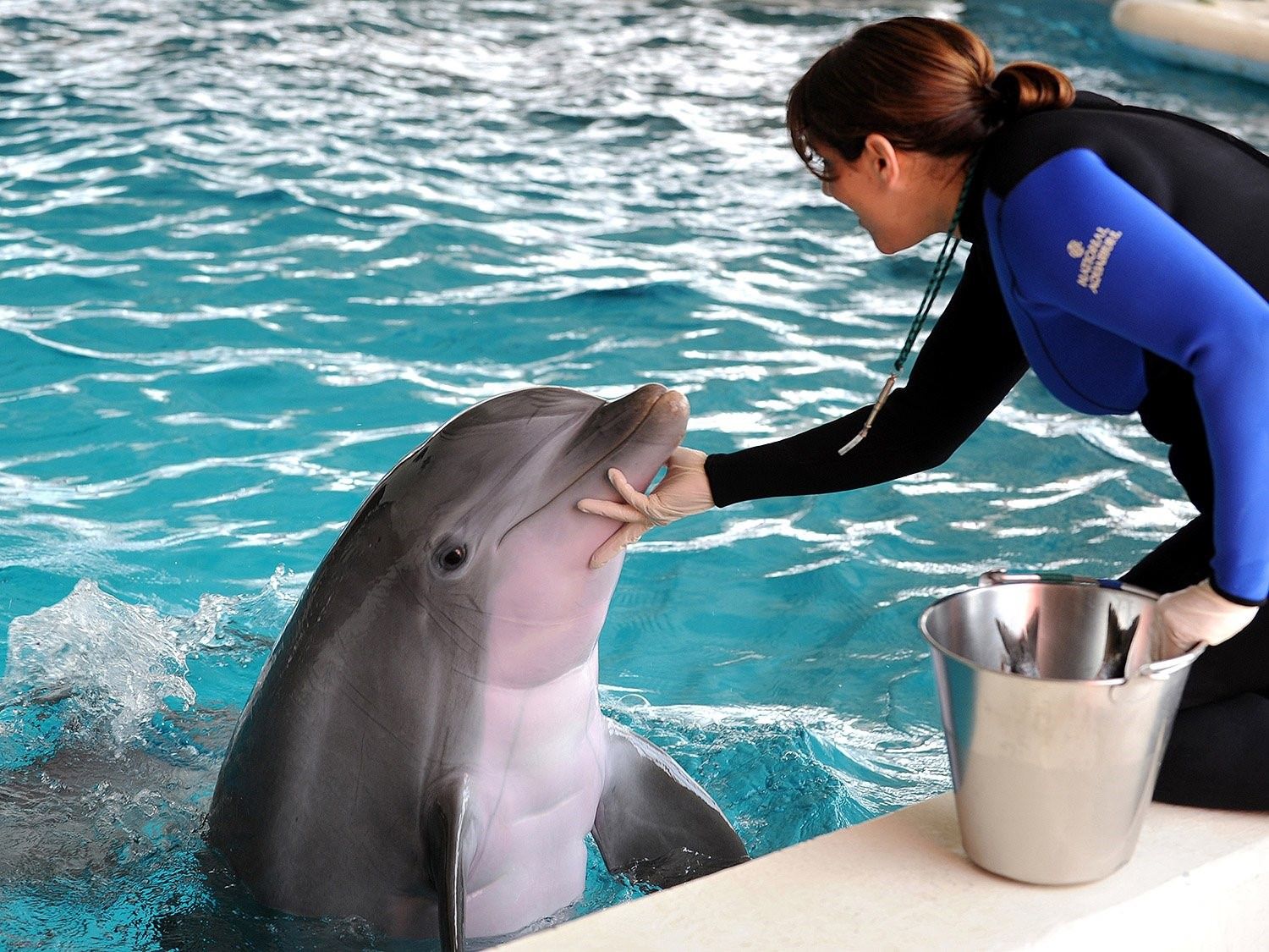 Дельфины живут лет