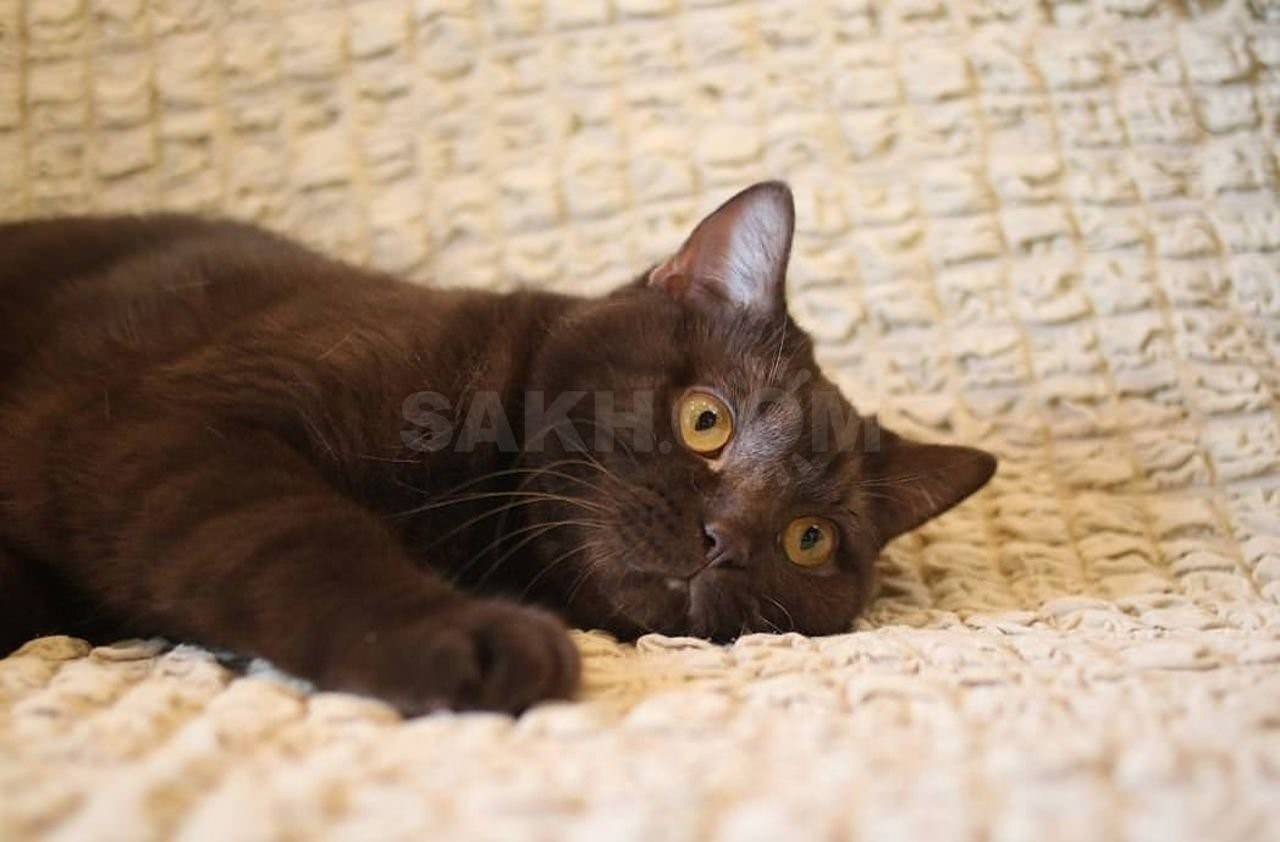 фото кошки коричневого цвета