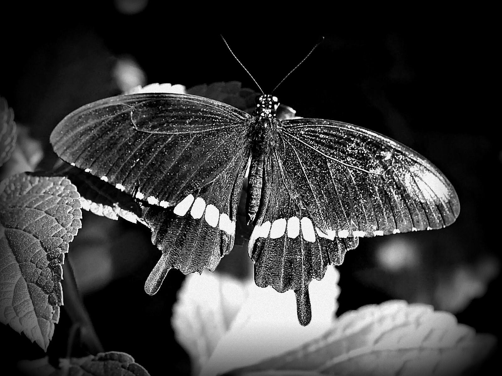 Черные ночные бабочки. Бабочка черная. Бабочка черно белая. Черный мотылек. Черная ночная бабочка.
