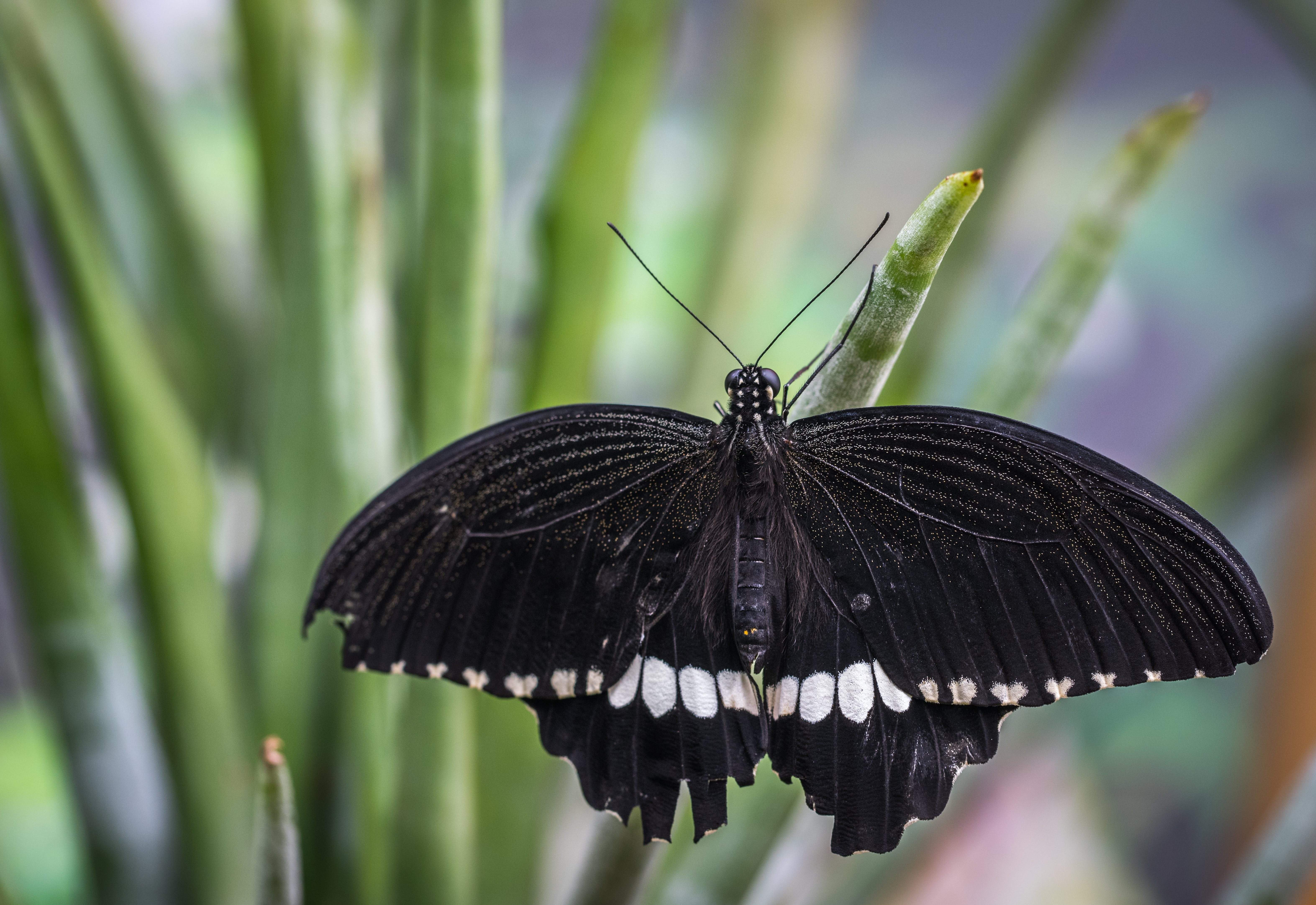 Сохранение темных бабочек в результате. Бабочка парусник деифоб. Парусник Мемнон черный. Парусник троил бабочка. Черный Махаон (Black Swallowtail).