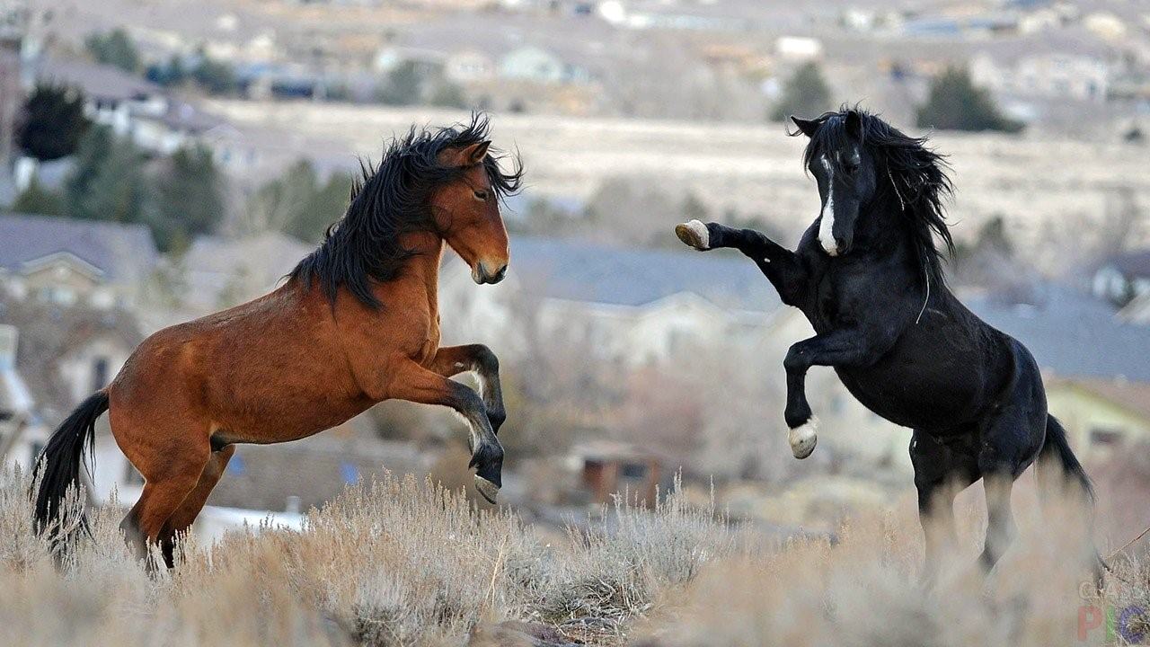 Дикие лошади в россии фото