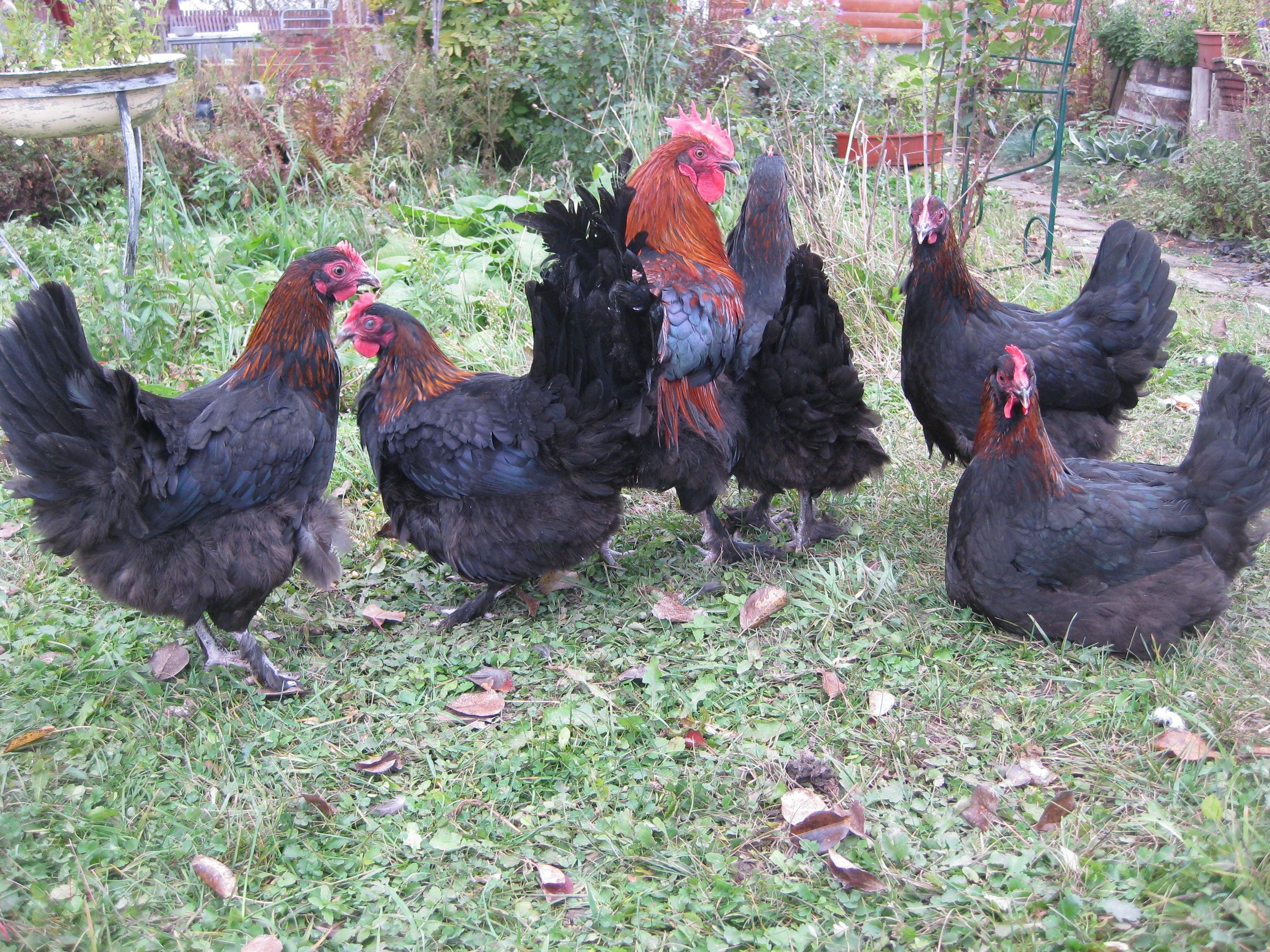 Цыплята маран черно медный фото