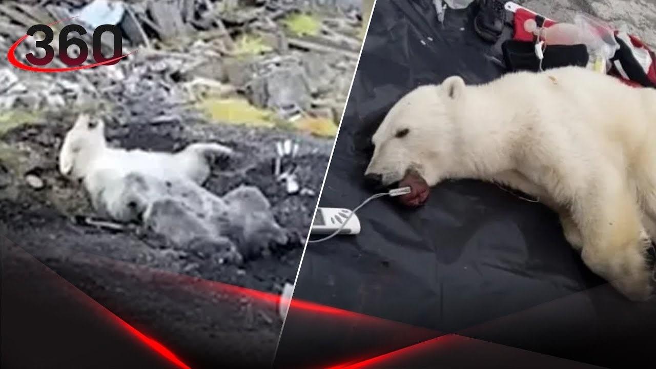Уничтожение белого. Белые медведи на Аляске. Подстреленный белый медведь.