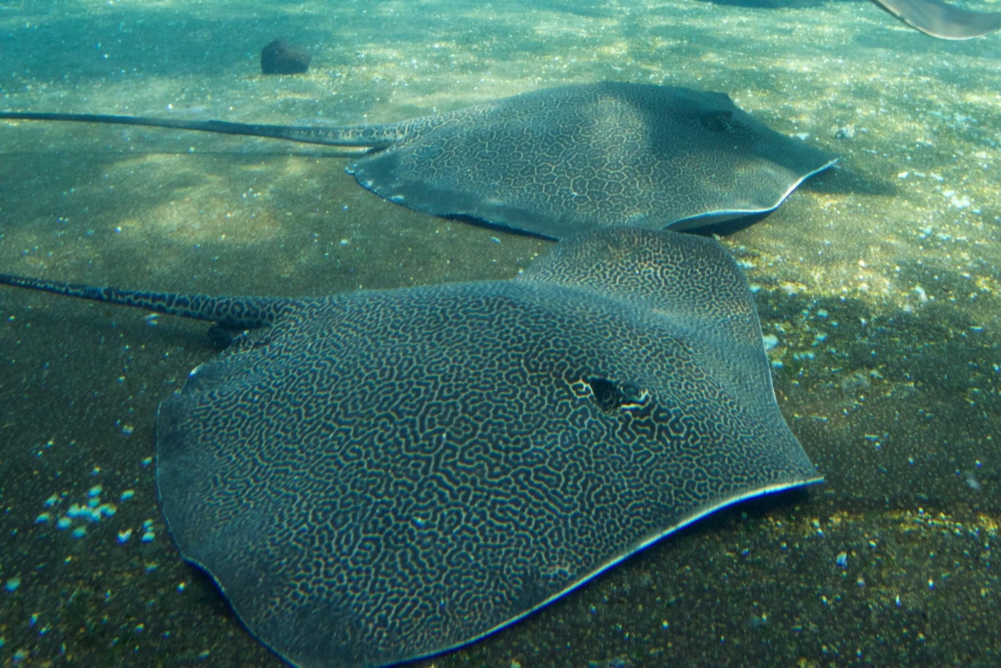 скат хвостокол в черном море