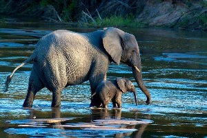 Слон в воде