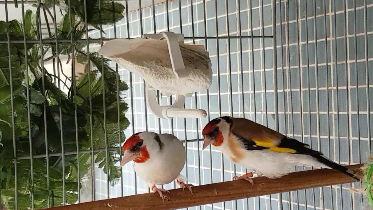 Домашние птички в клетках фото и названия