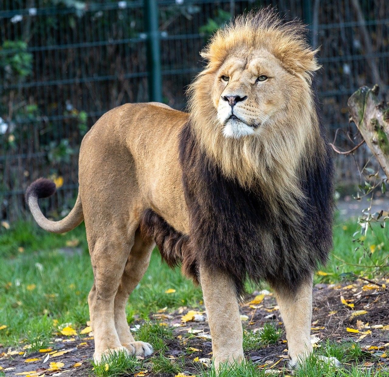 лев в зоопарке