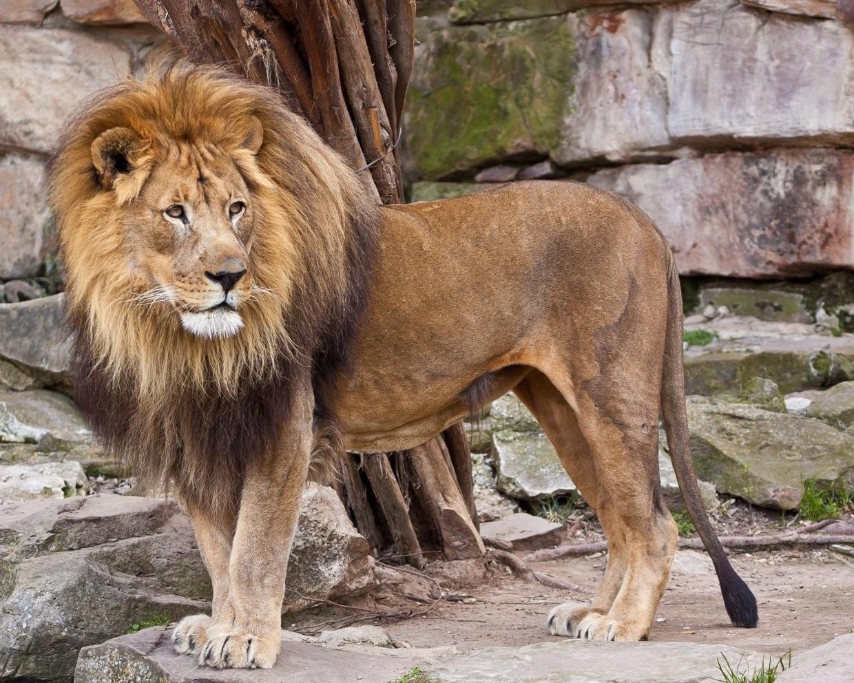 Сколько живут львы в дикой. Азиатский (Гирский) Лев. Старый Лев. Лапы Льва. Азиатский Лев львы.