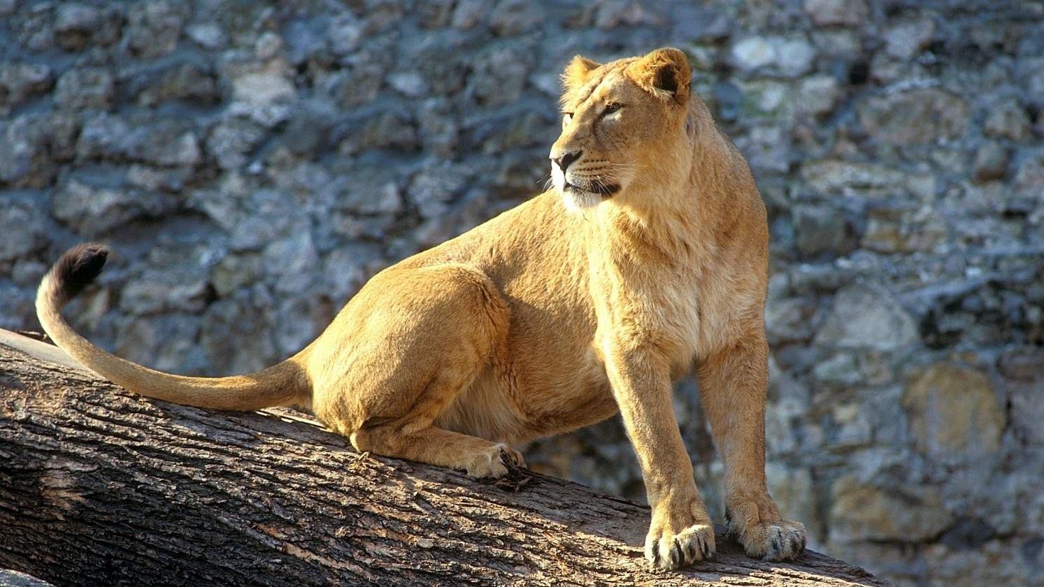 лев индия