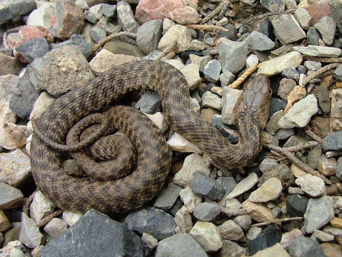 Разновидность змей в крыму фото