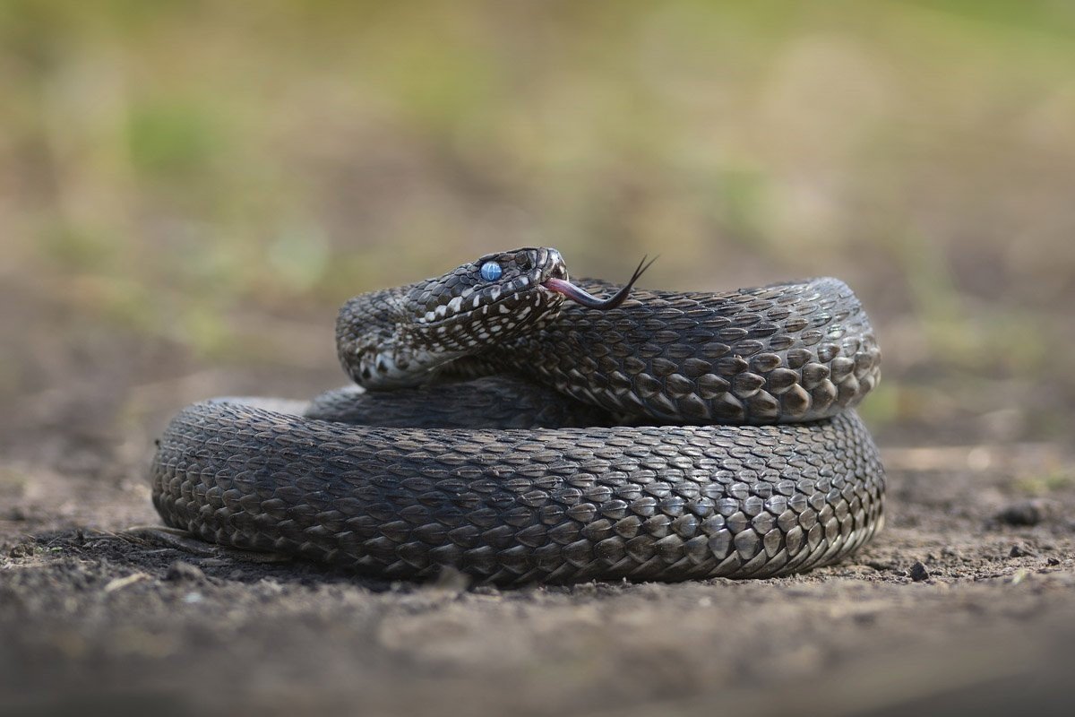 Фото змеи донецкой области