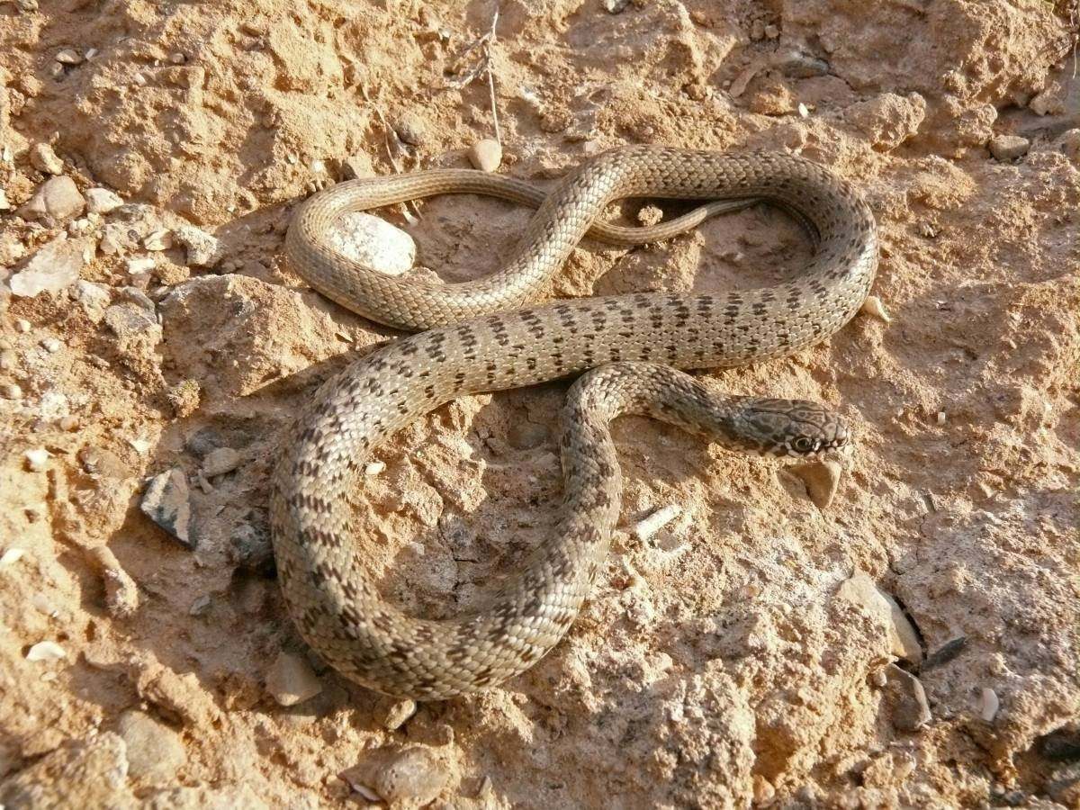 змея в казахстане