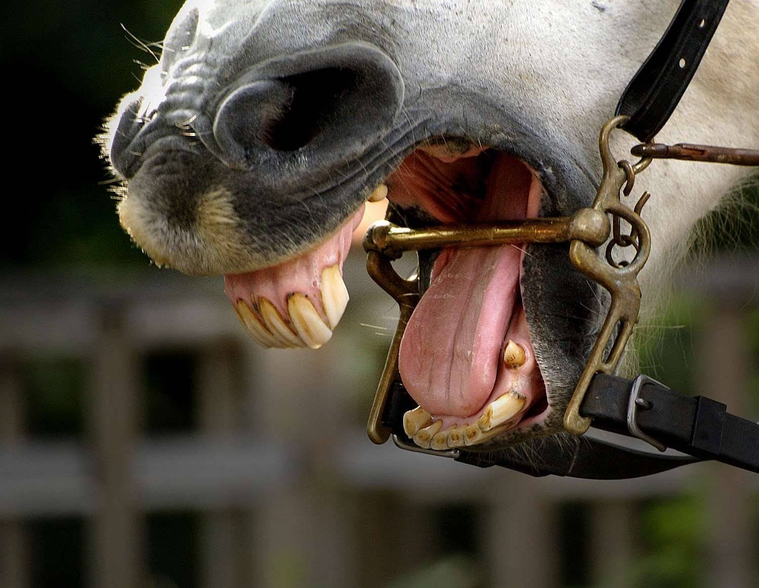 Лошадиные зубы. Удила для лошади.