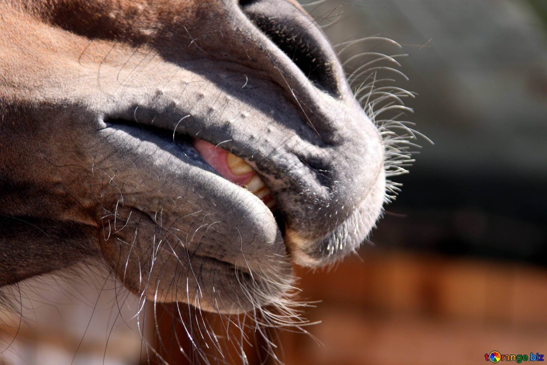 Лошадиные зубы. Губы лошади. Нос лошади. Лошадиные ноздри.