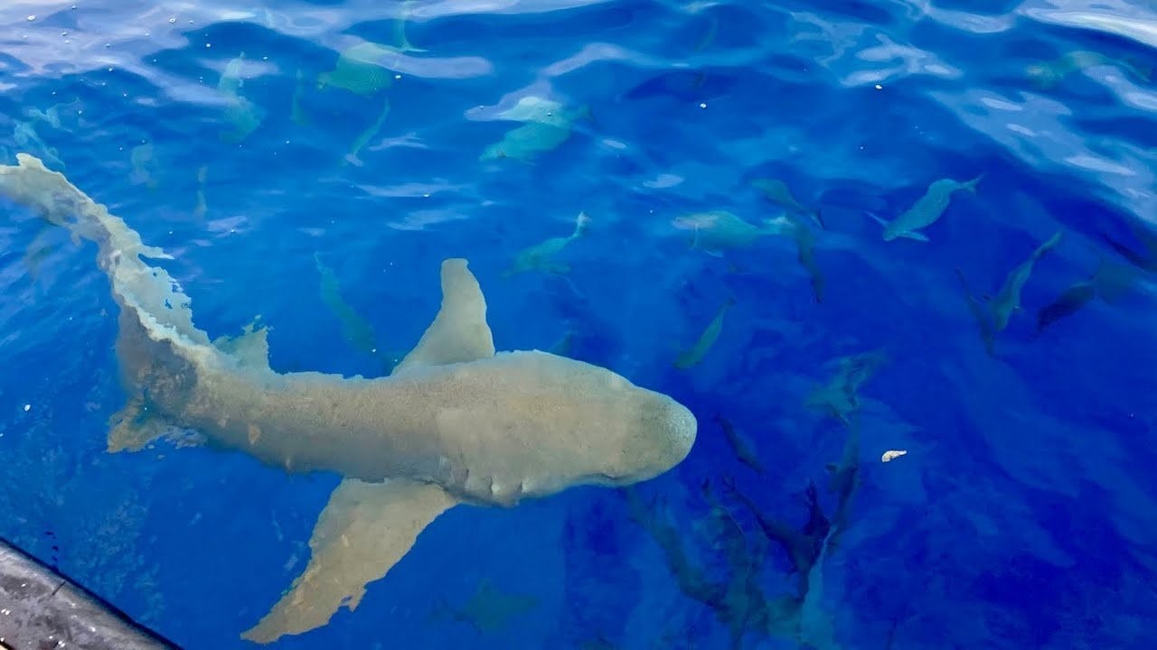 Тигровая акула на Мальдивах. Акула нянька на Мальдивах. Мальдивские акулы няньки. Усатая акула-нянька.