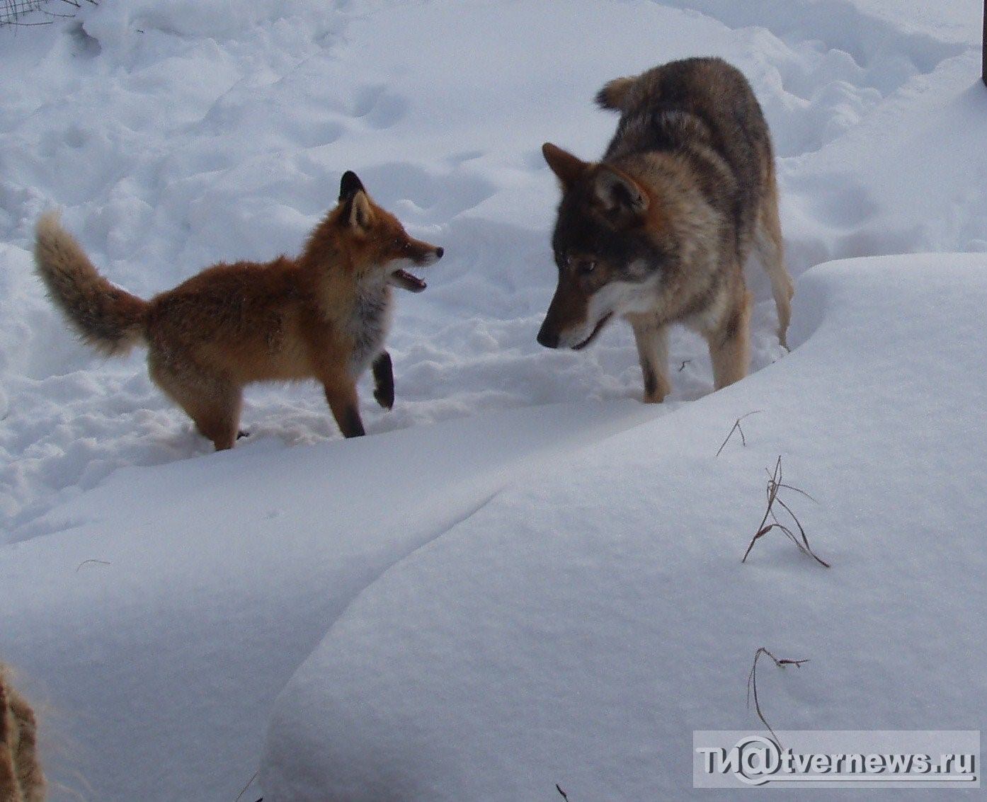 Найти волка и лису. Межвидовая конкуренция волк и лиса. Конкуренция волка и лисы. Враги лисы. Лисы и волки.