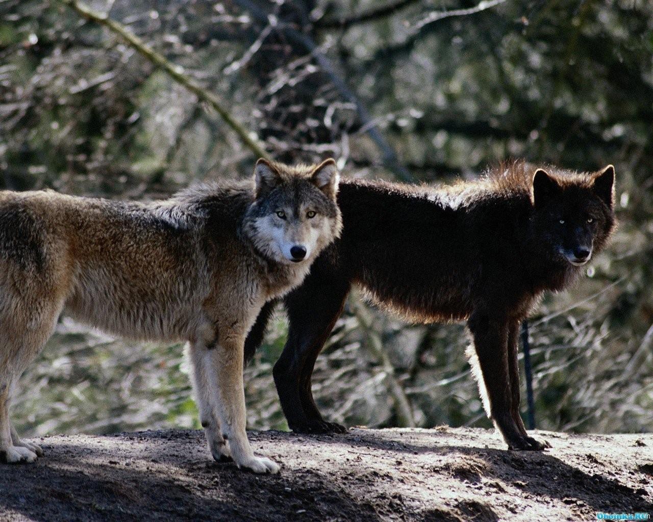 Жизнь серого волка. Бурый Волчонок. Волк и лиса. Бурый волк. Рыжий и черный волк.