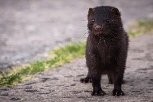 Черная норка животное