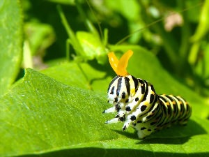 Куколка гусеницы