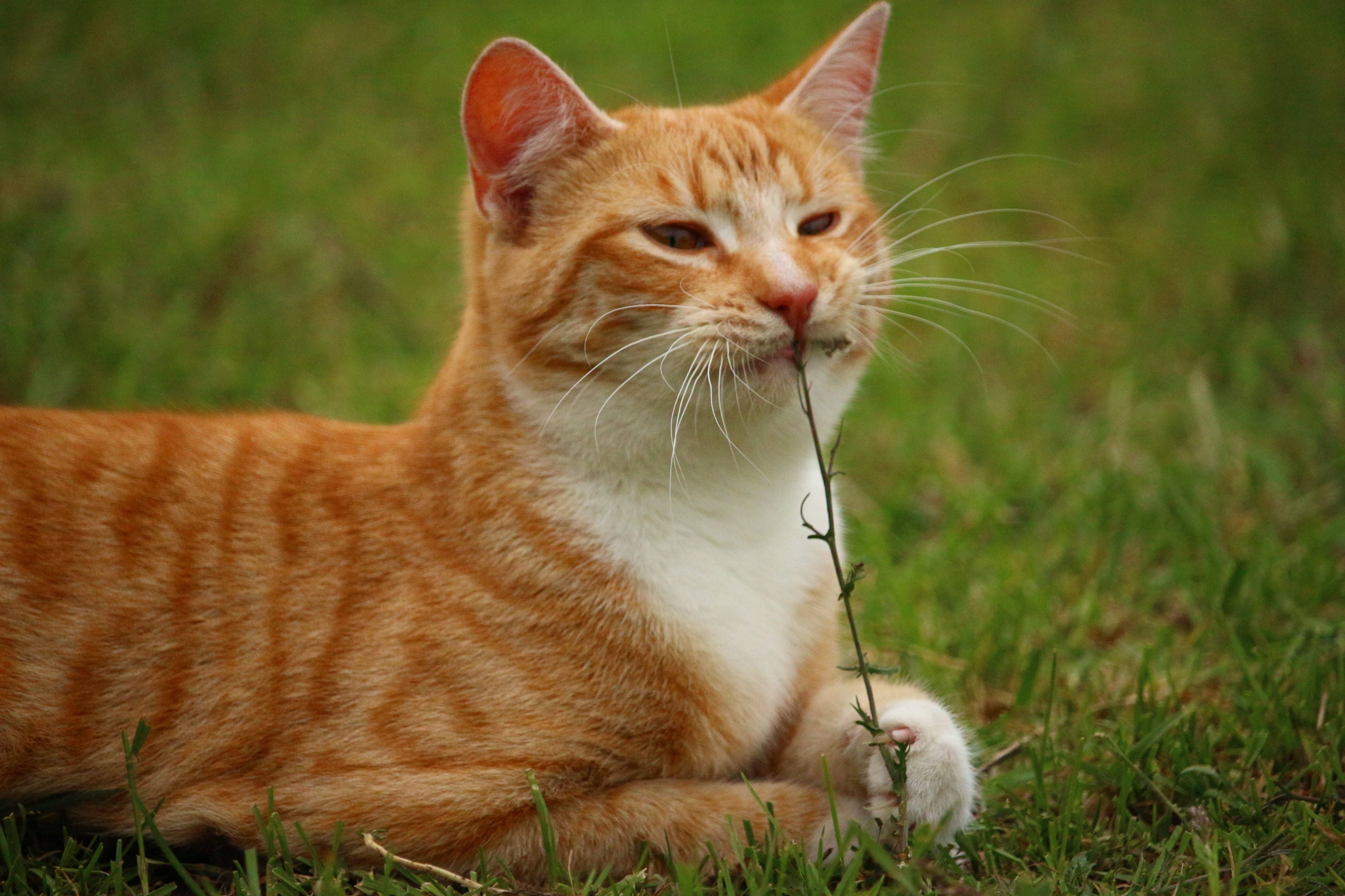 Пестро рыжая. Европейская короткошерстная табби рыжий. Макрелевый табби рыжий. Европейский короткошерстный кот рыжий. Европейская короткошерстная кошка рыжая.