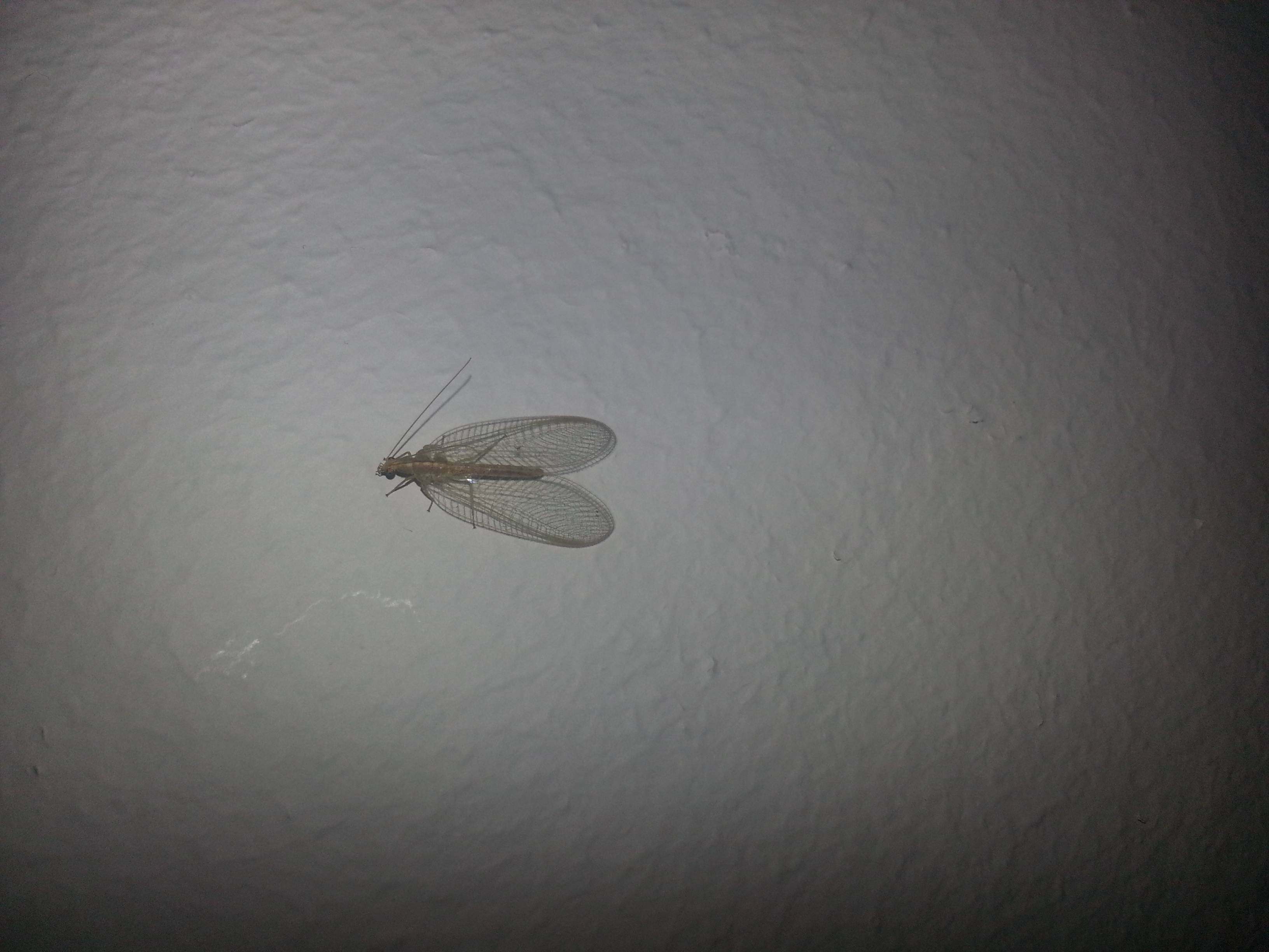 Появились мухи в квартире. Платяная моль (Tineola bisselliella). Маленькие чернышки мошки. Белое летающее насекомое в квартире. Маленькие летающие мошки.
