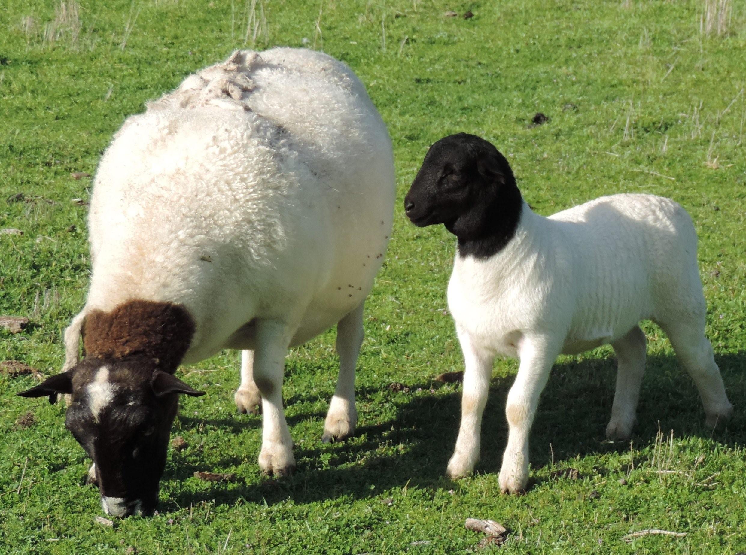 Дорпер порода овец фото характеристика и описание