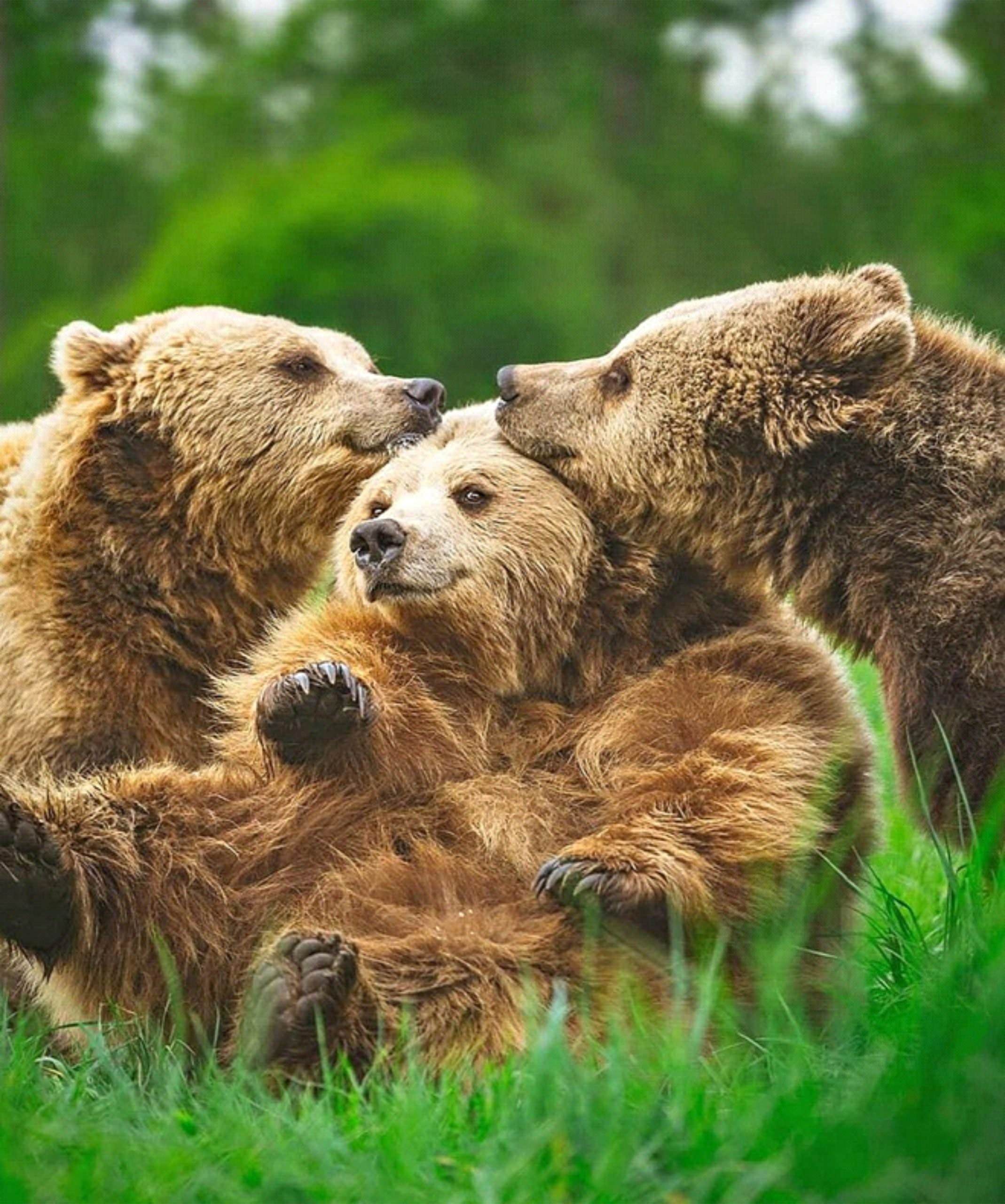фотографии 3 медведей