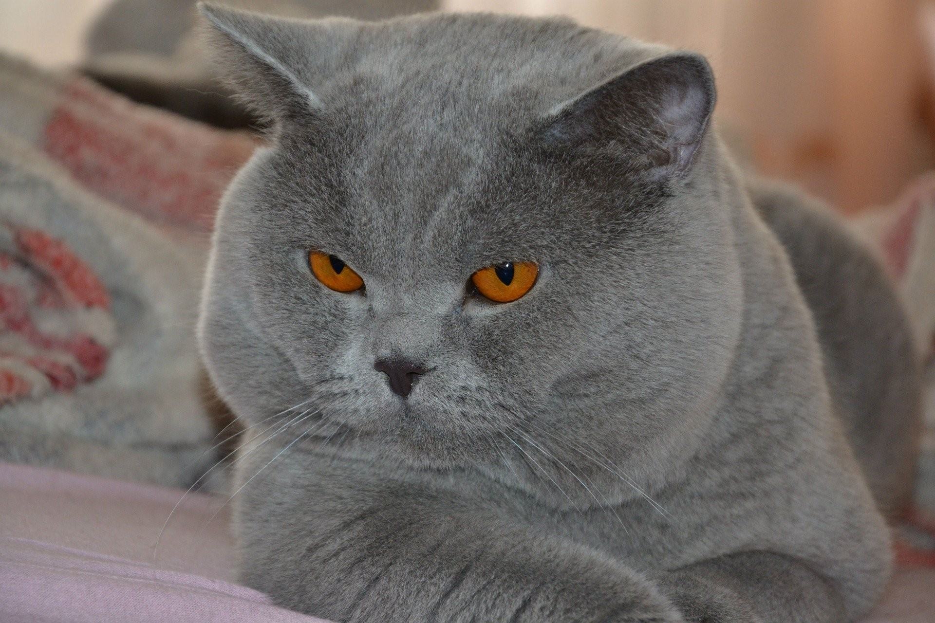Британская прямоухая кошка фото и описание