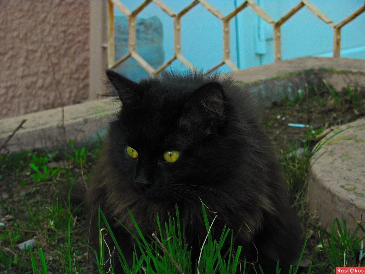 Кот чёрный с зелёными глазами бамбеец