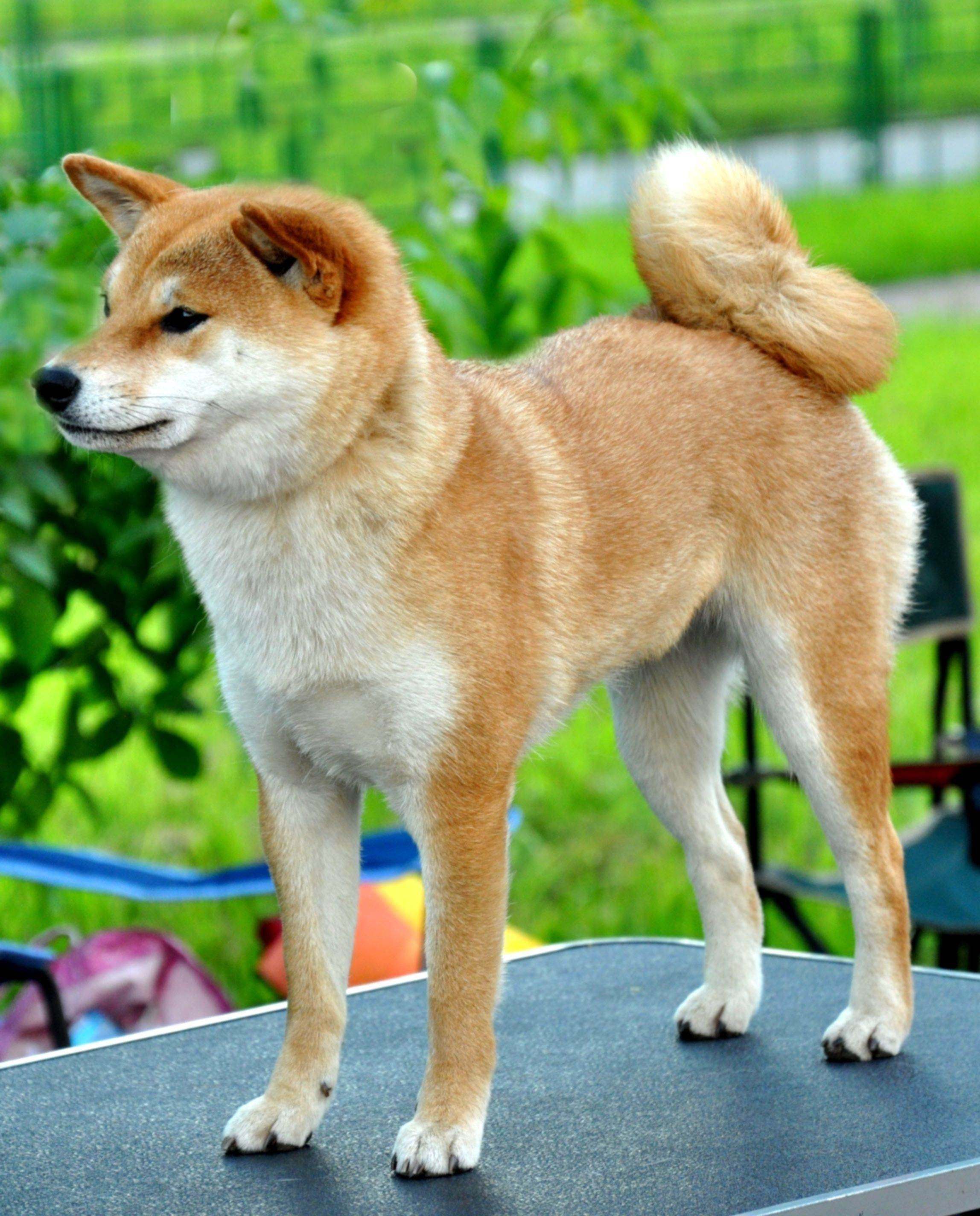 все порода собак японии