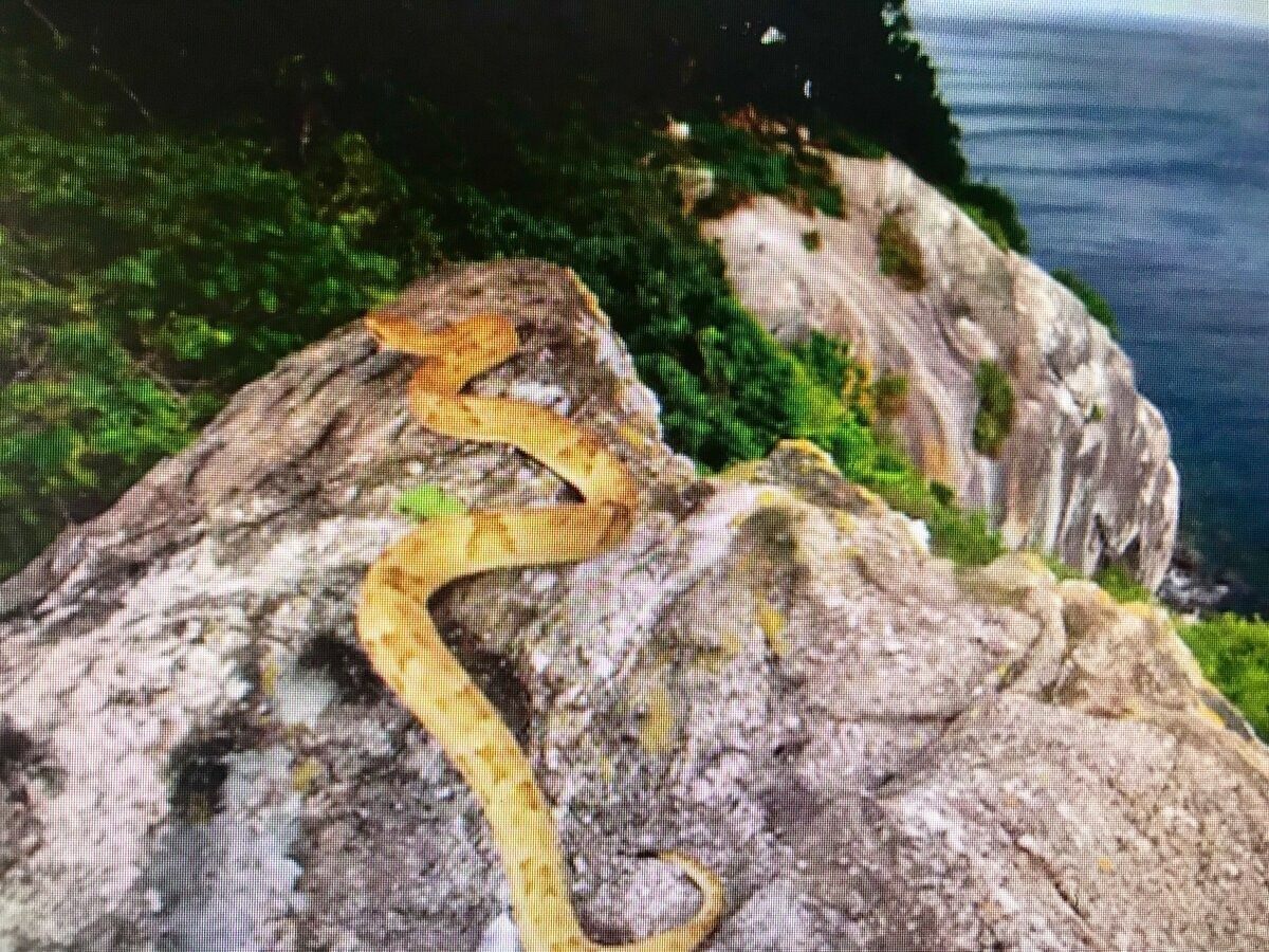 остров змей кеймада гранди фото